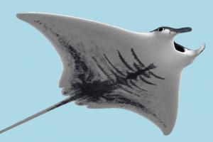 Manta Ray Manta Ray-2